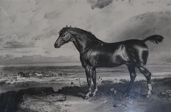 Hullmandel after James Ward Portrait of the racehorse Monitor 1825 38 x 48cm